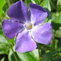 Vinca major